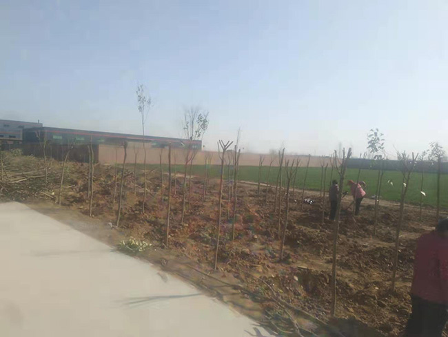 陽春三月，大地復(fù)蘇，安陽鼎諾廠區(qū)植樹活動再添綠。